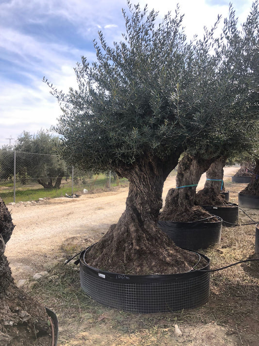 Oliventræ Olea Europaea #2305 Olivträdsbutiken