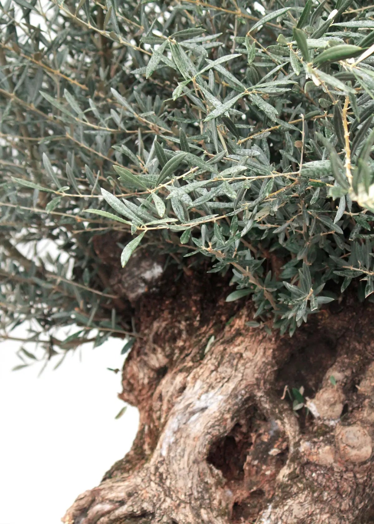 Olivträd Olea Europaea 300+år - "Lechin" XXL Olivträdsbutiken