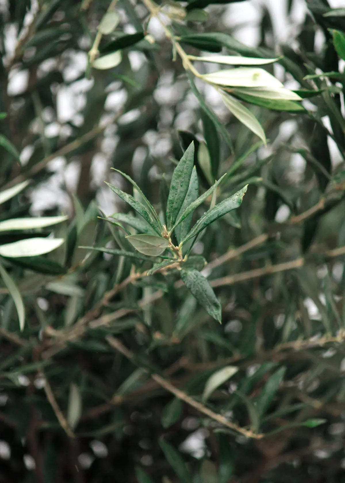 Oliventræ Olea Europaea 30 år - Medium Oliventræsbutik