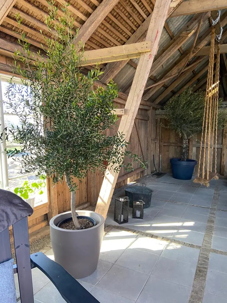 Kruka Acquario Round, ⌀ 58 cm Olivträdsbutiken