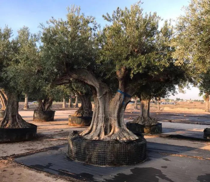 Olivträd Olea Europaea "Regional Alicante" 400 år Olivträdsbutiken