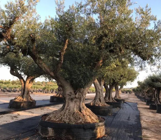 Oliventræ Olea Europaea "Regional Alicante" 400 år The Olive Tree Shop