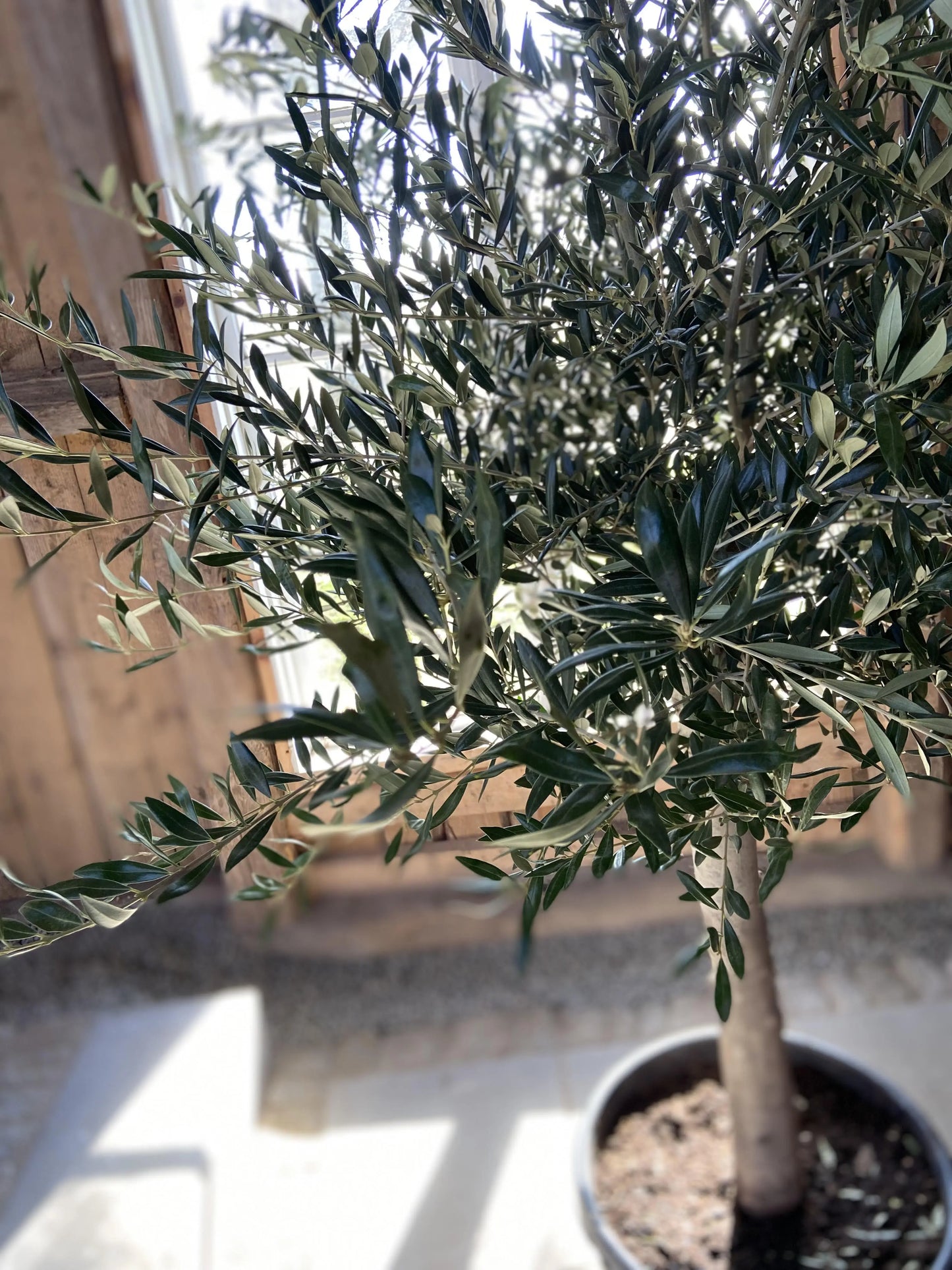 Olivträd Olea Europaea 10 år - Small Olivträdsbutiken