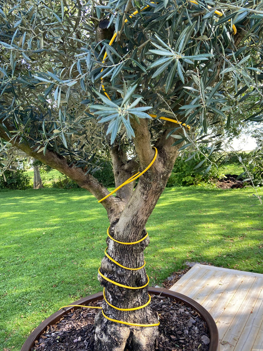 Varmespiral til oliventræer med indbygget termostat Olivträdsbutiken
