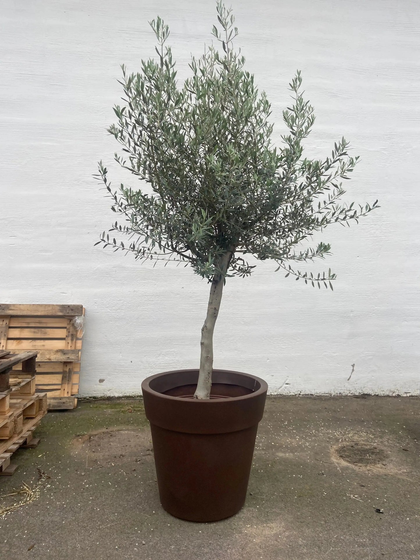 Olivträd 10 år - 170 cm höjd - 25 cm stam - 70 cm krona Olivträdsbutiken