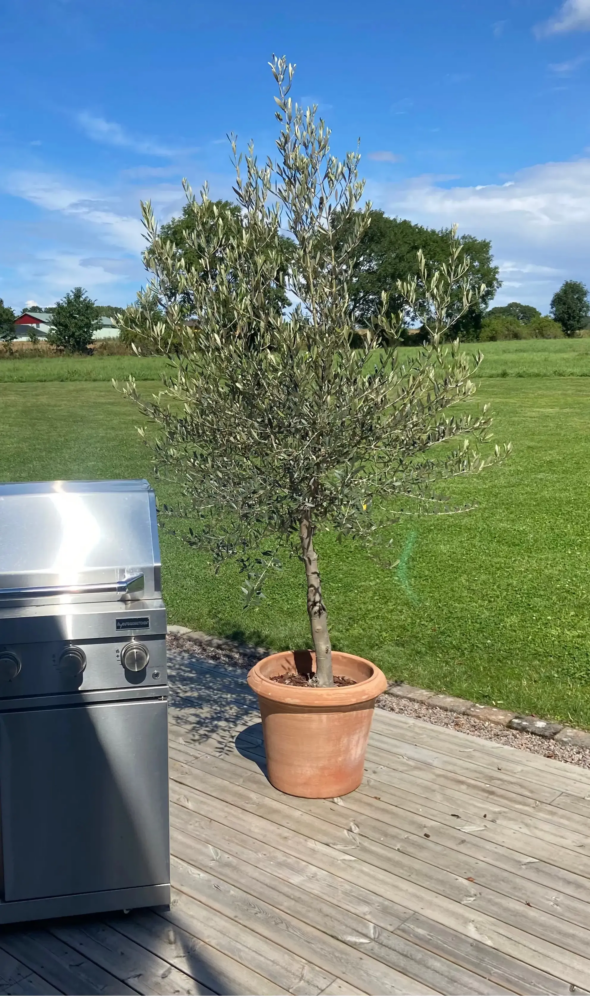 Olivträd 10 år - 170 cm höjd - 25 cm stam - 70 cm krona Olivträdsbutiken