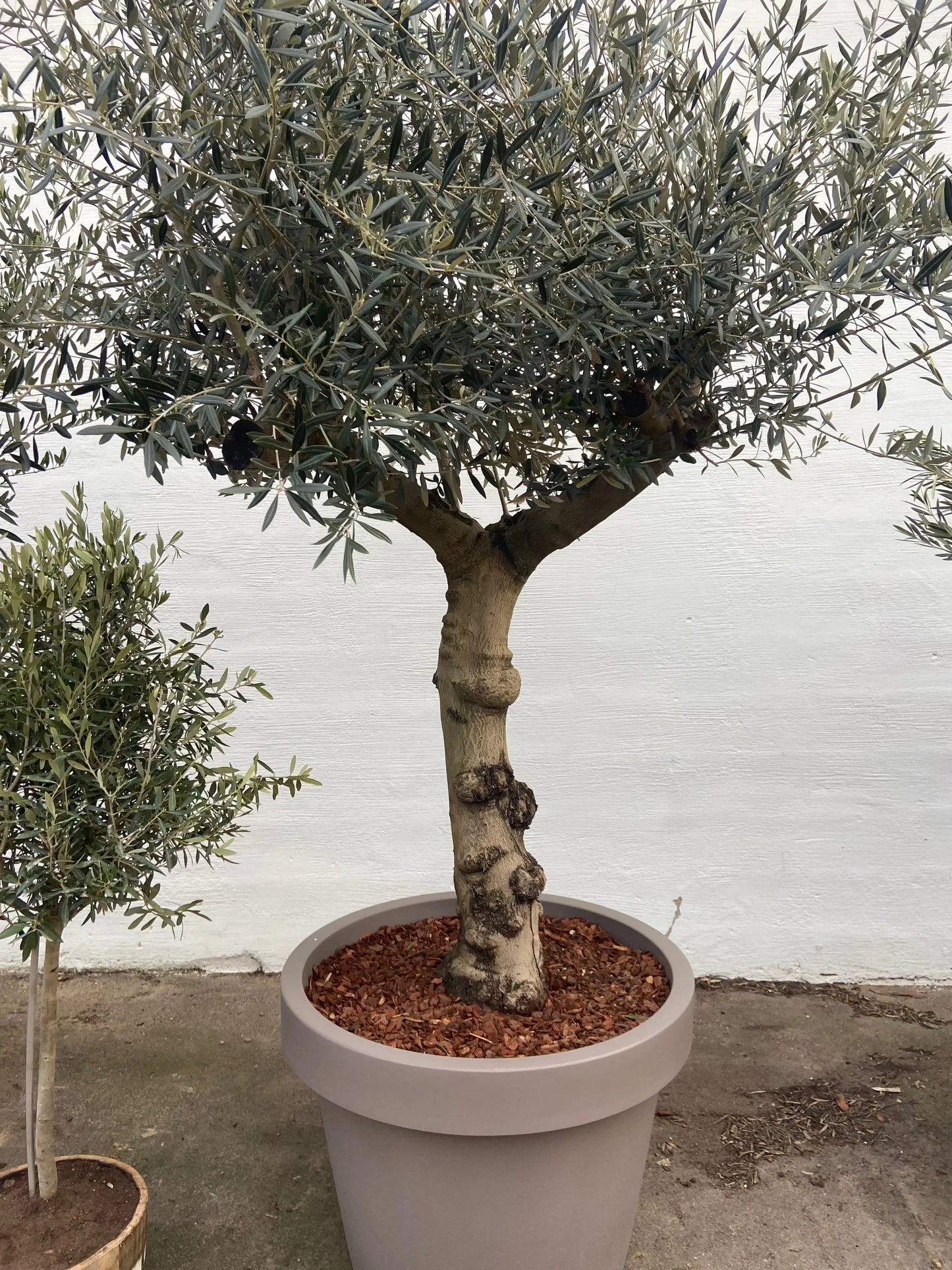 Oliventræ 60 år - 200 cm højde - 70 cm stamme - 140 cm krone Oliventræ Shop