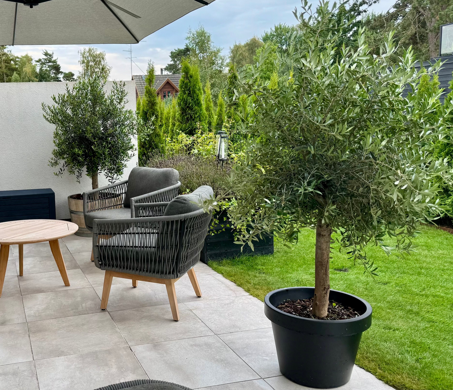 Olivträd 10 år - 170 cm höjd - 25 cm stam - 70 cm krona Olivträdsbutiken