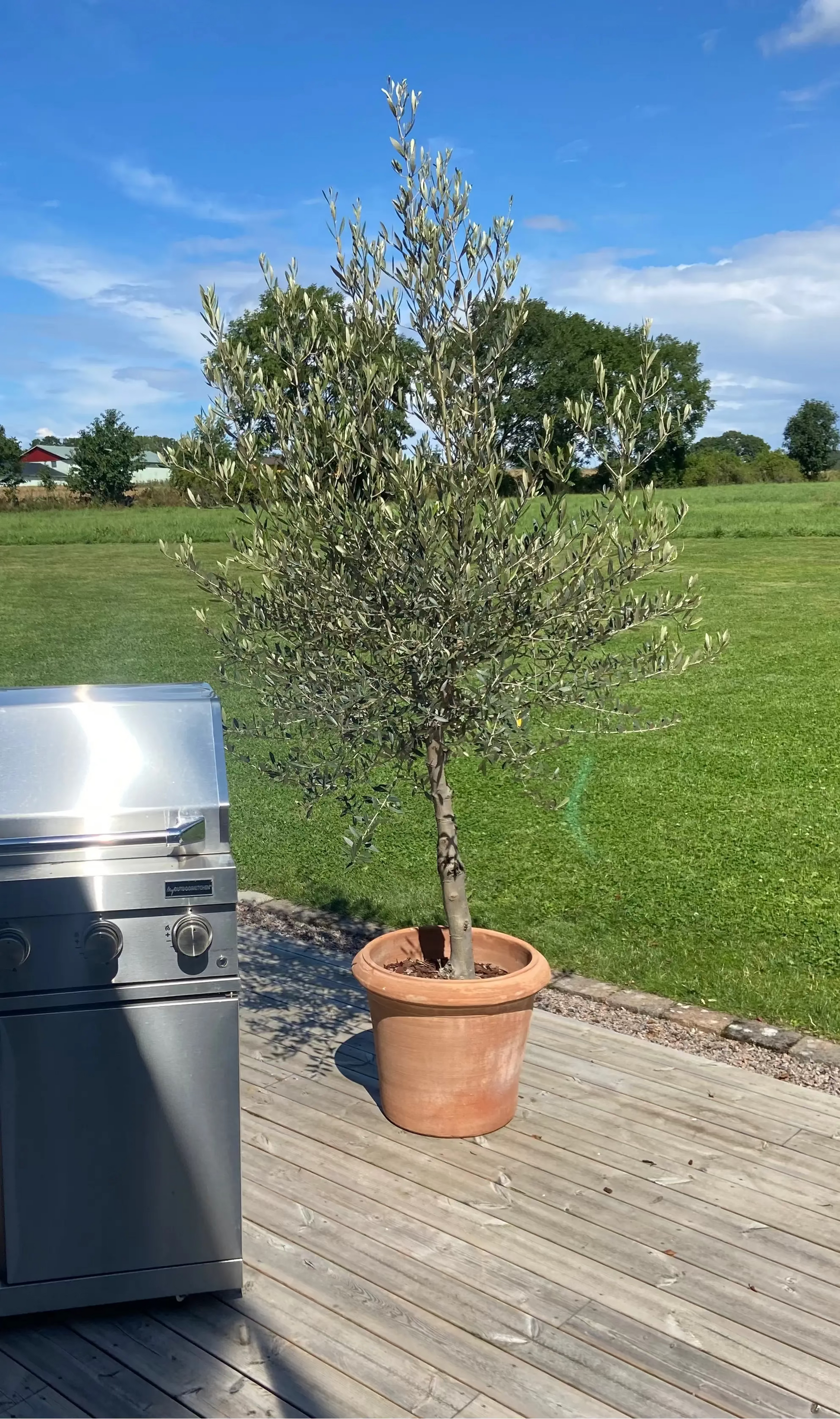 Olivträd 10 år - 170 cm höjd - 25 cm stam - 70 cm krona Olivträdsbutiken